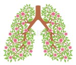 6271970-lungs-healthy