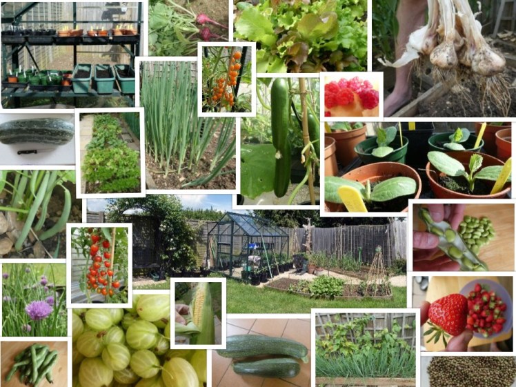 collagevegetables